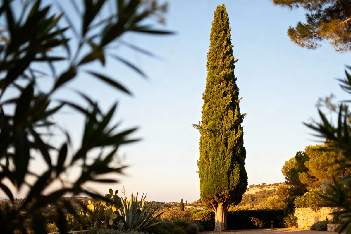 Cyprès solitaire dans un paysage méditerranéen, entouré de végétation et ciel bleu clair au crépuscule.