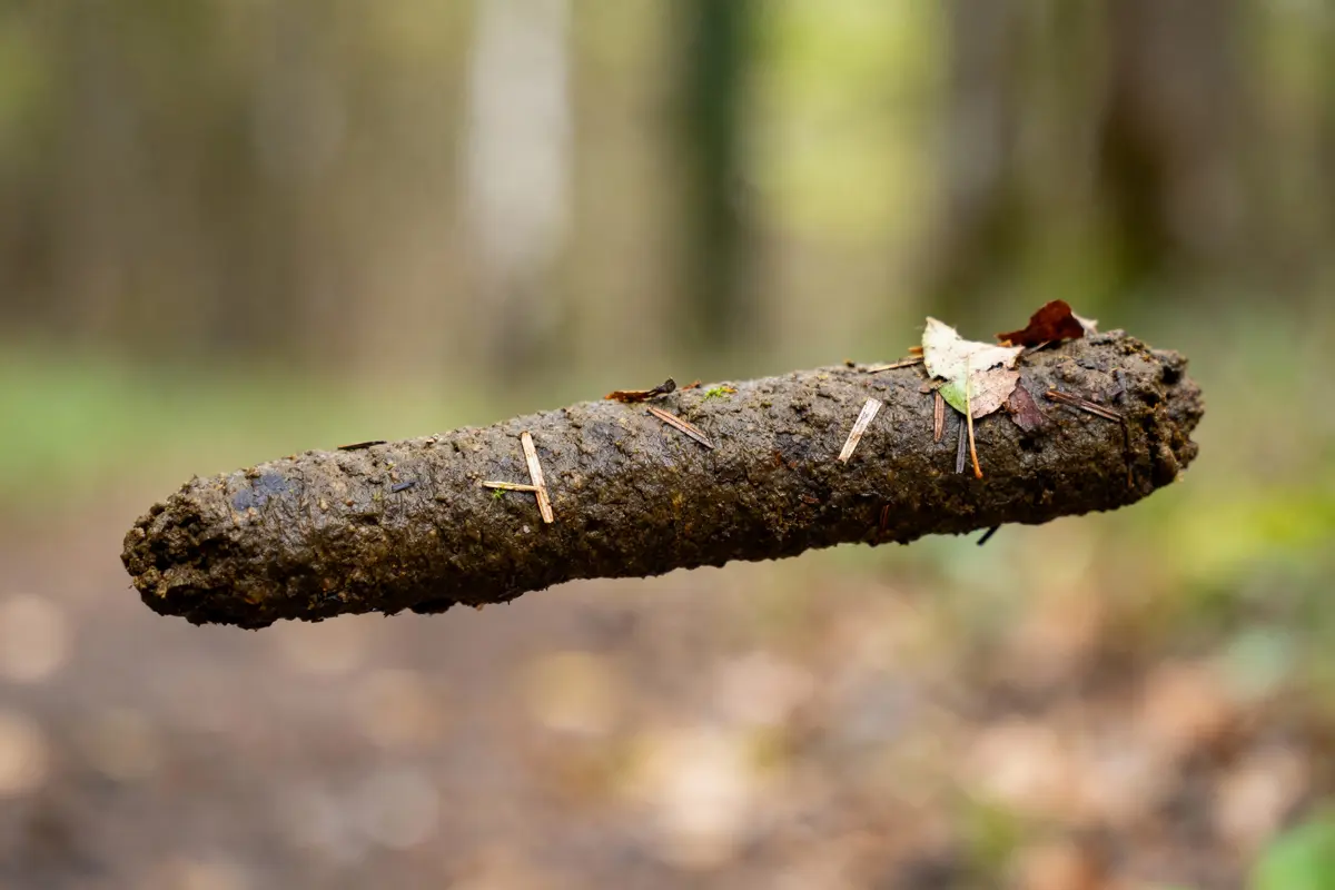 Un bâton couvert de terre, feuilles et aiguilles, flottant en forêt floue en arrière-plan.