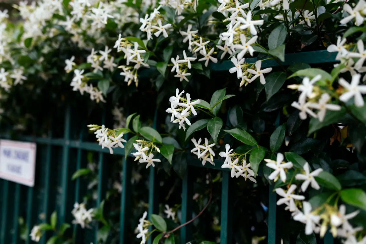 Fleurs blanches étoilées, feuillage vert, grimpant sur une clôture métallique verte, créant une ambiance florale naturelle.