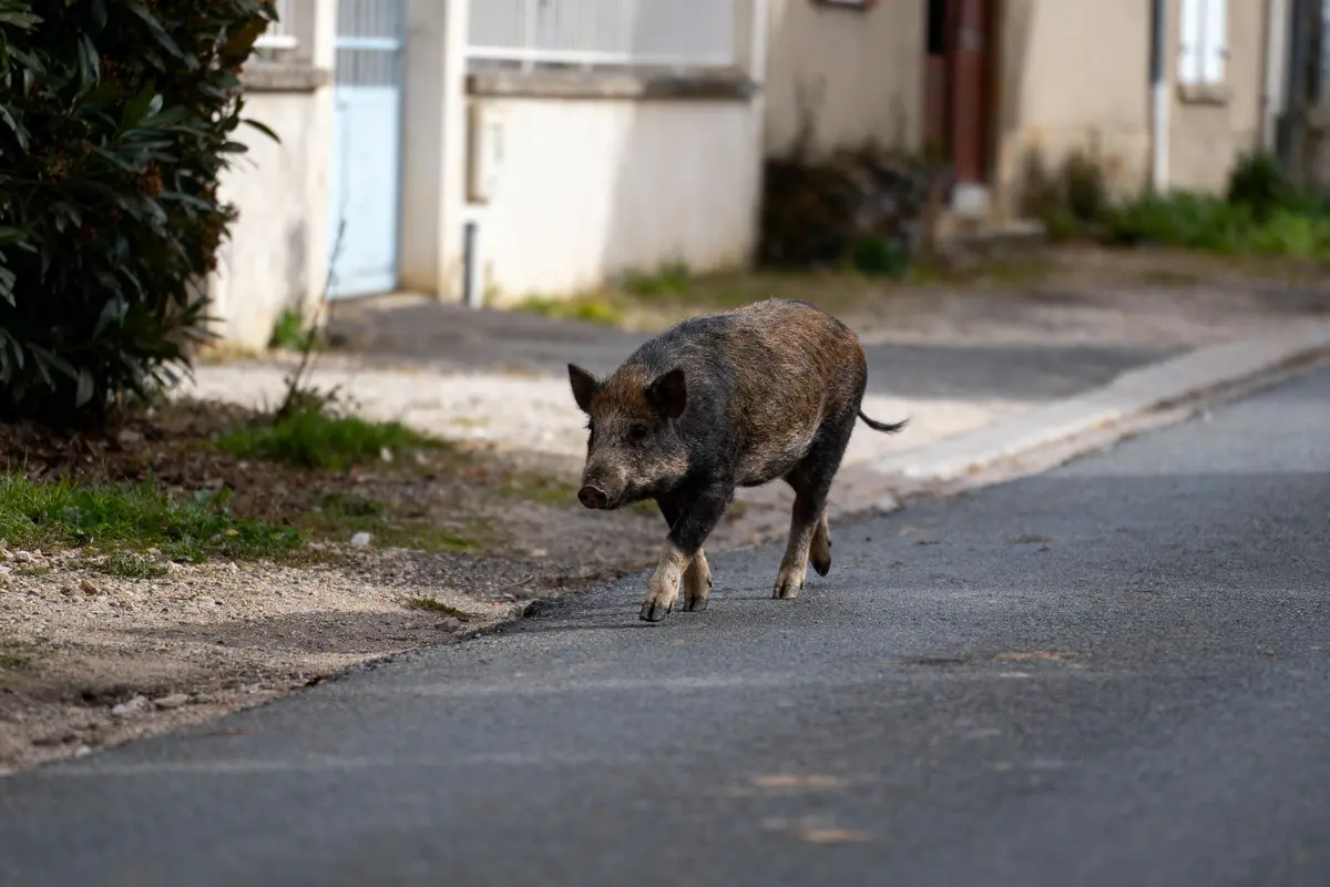 Sanglier marchant sur une route de village, entouré de bâtiments et de végétation.