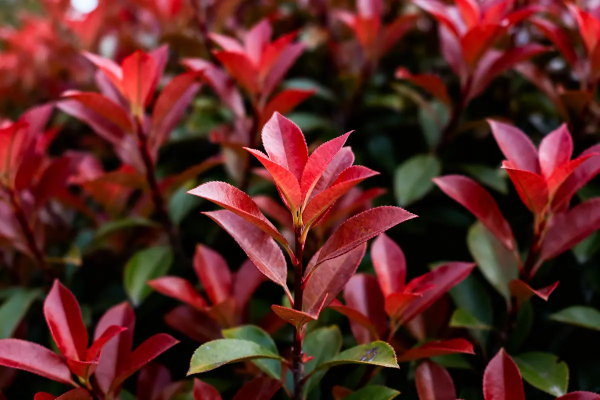 Feuillage dense de plante avec des feuilles rouges et vertes, en gros plan, sous lumière naturelle.