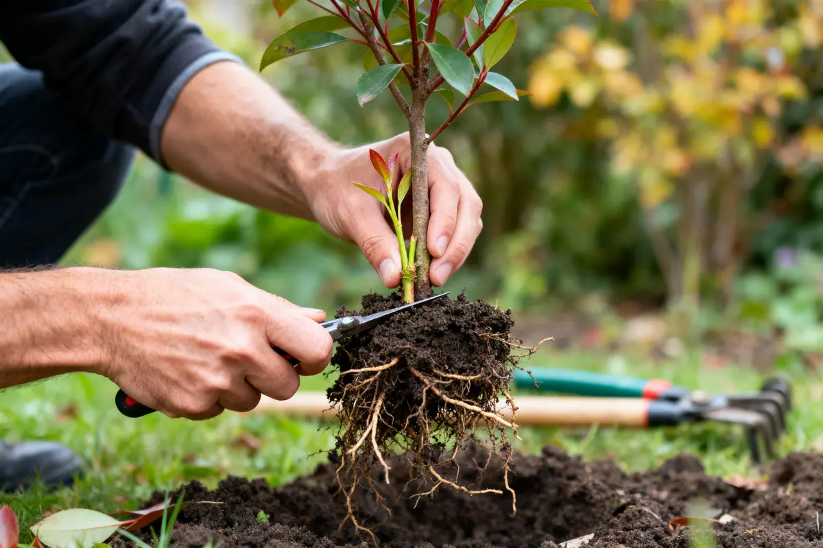 Personne jardinant coupe racines d'un jeune arbuste, main tenant sécateur, pelouses et outils en arrière-plan.