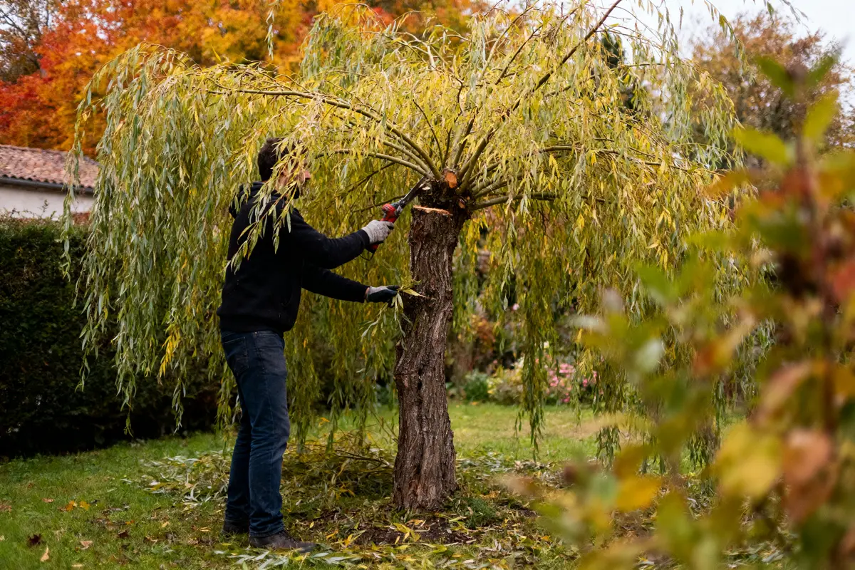 Personne taillant un arbre dans un jardin automnal, branches tombantes et feuilles colorées.