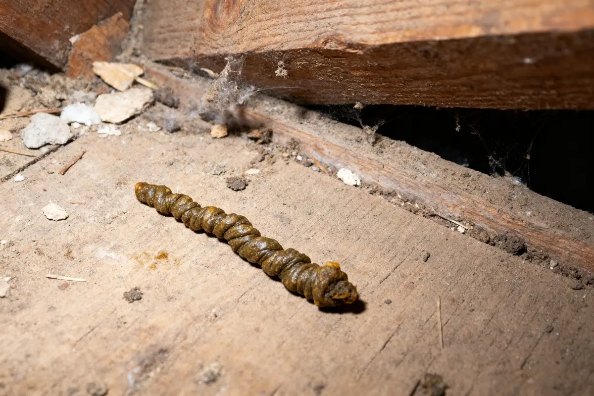 Excrément spiralé sur sol en bois poussiéreux avec toiles d'araignée et débris autour.