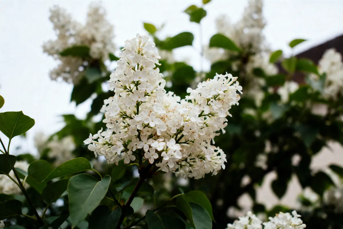 Fleurs de lilas blanches en gros plan, feuillage vert en arrière-plan.