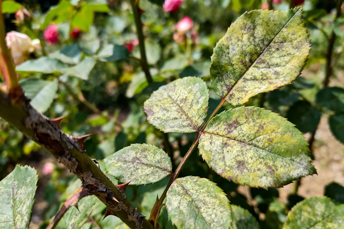 Feuilles de rosier au mildiou, tige épineuse, fond de fleurs floues et verdure.