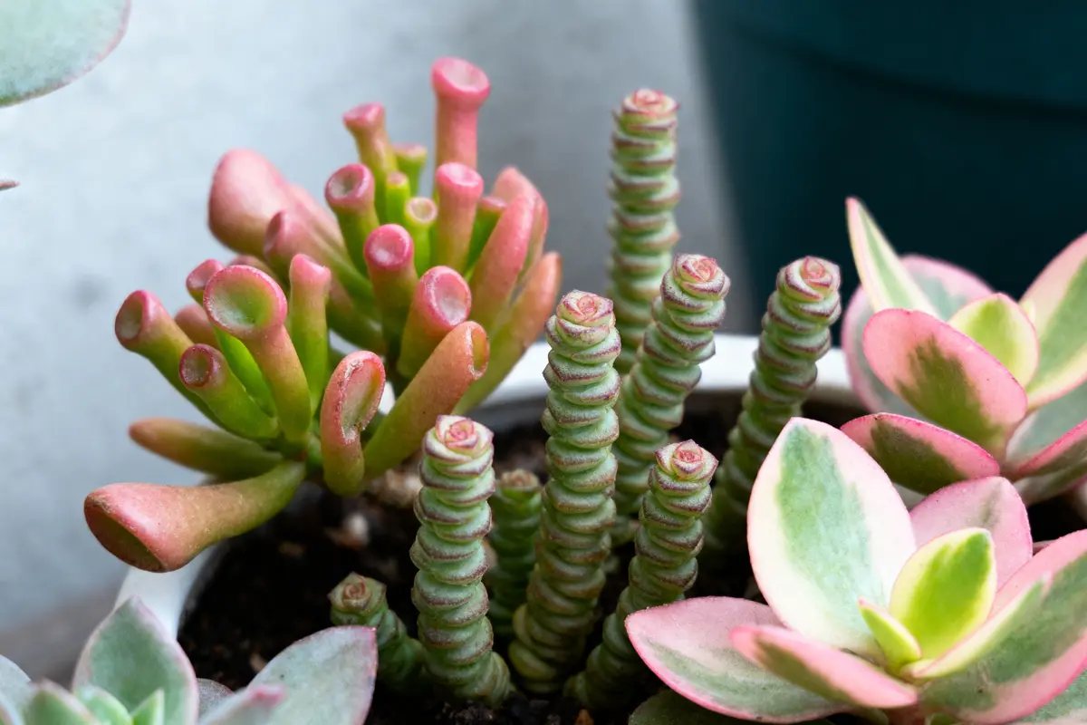 Succulentes variées aux formes et couleurs attrayantes, avec tons verts et roses, dans un pot en gros plan.