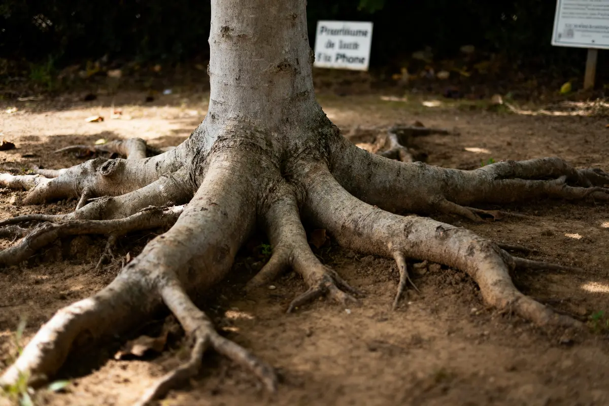 Racines d'arbre proéminentes sur sol sec avec panneau flou à l'arrière-plan.