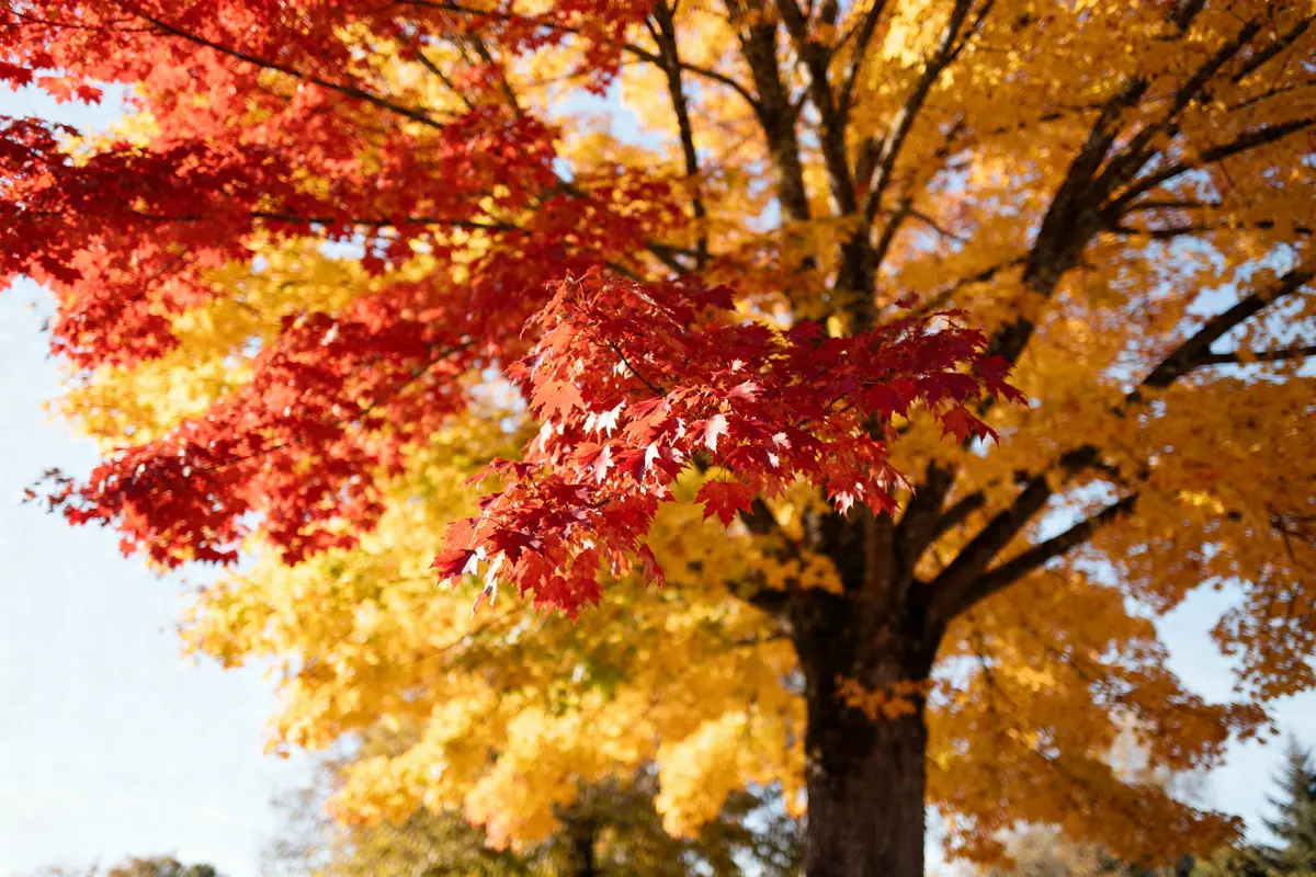 Feuillage rouge et jaune d'un arbre d'automne baigné de lumière chaleureuse