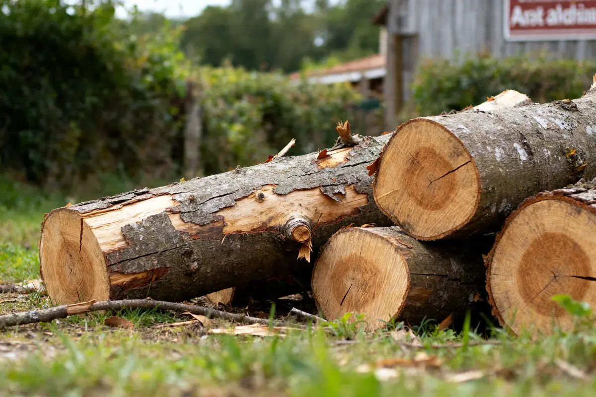 Bûches de bois de chauffage albizia empilées sur l'herbe devant une cabane en bois