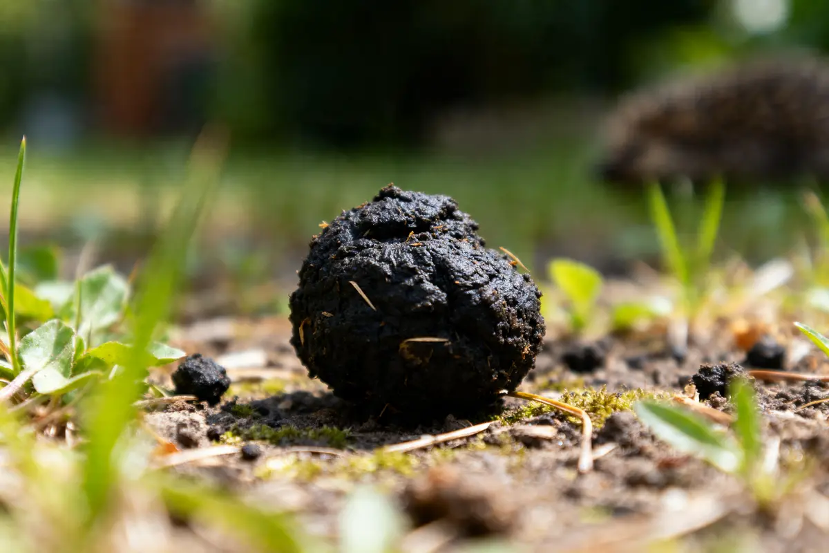 Gros plan sur une crotte de hérisson posée sur de l'herbe et de la terre