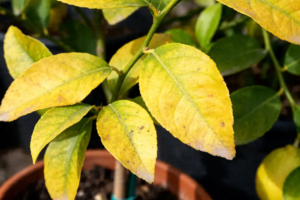 Gros plan sur des feuilles de citronnier qui jaunissent dans un pot en terre.