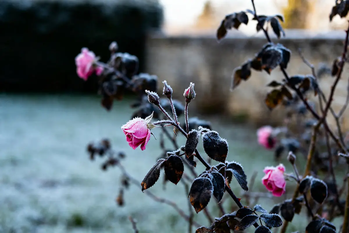 Lauriers roses gelés recouverts de givre dans un jardin en hiver matin lumineux