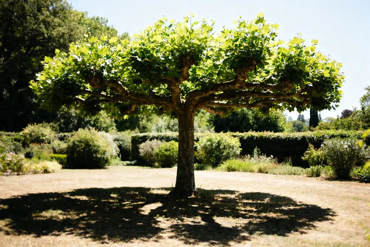 Mûrier platane parasol offrant de l'ombre dans un jardin ensoleillé.