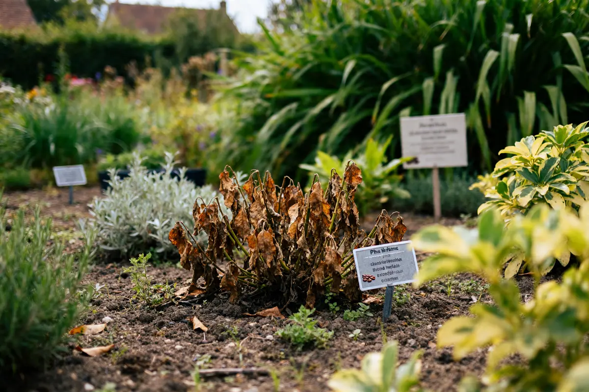 Plante brunie dans un jardin indiquant quelles plantes n'aiment pas le marc de café