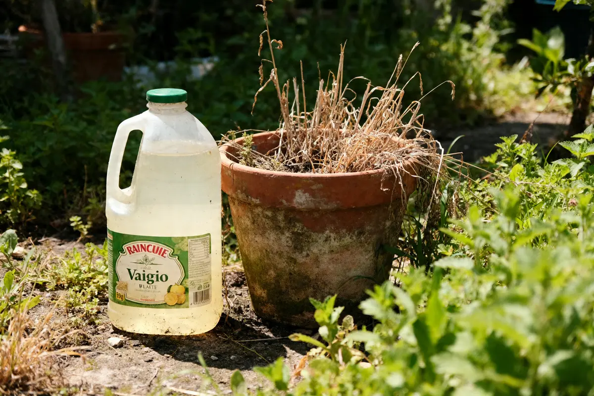 Bidon de vinaigre blanc comme désherbant interdit à côté d'une plante sèche en pot
