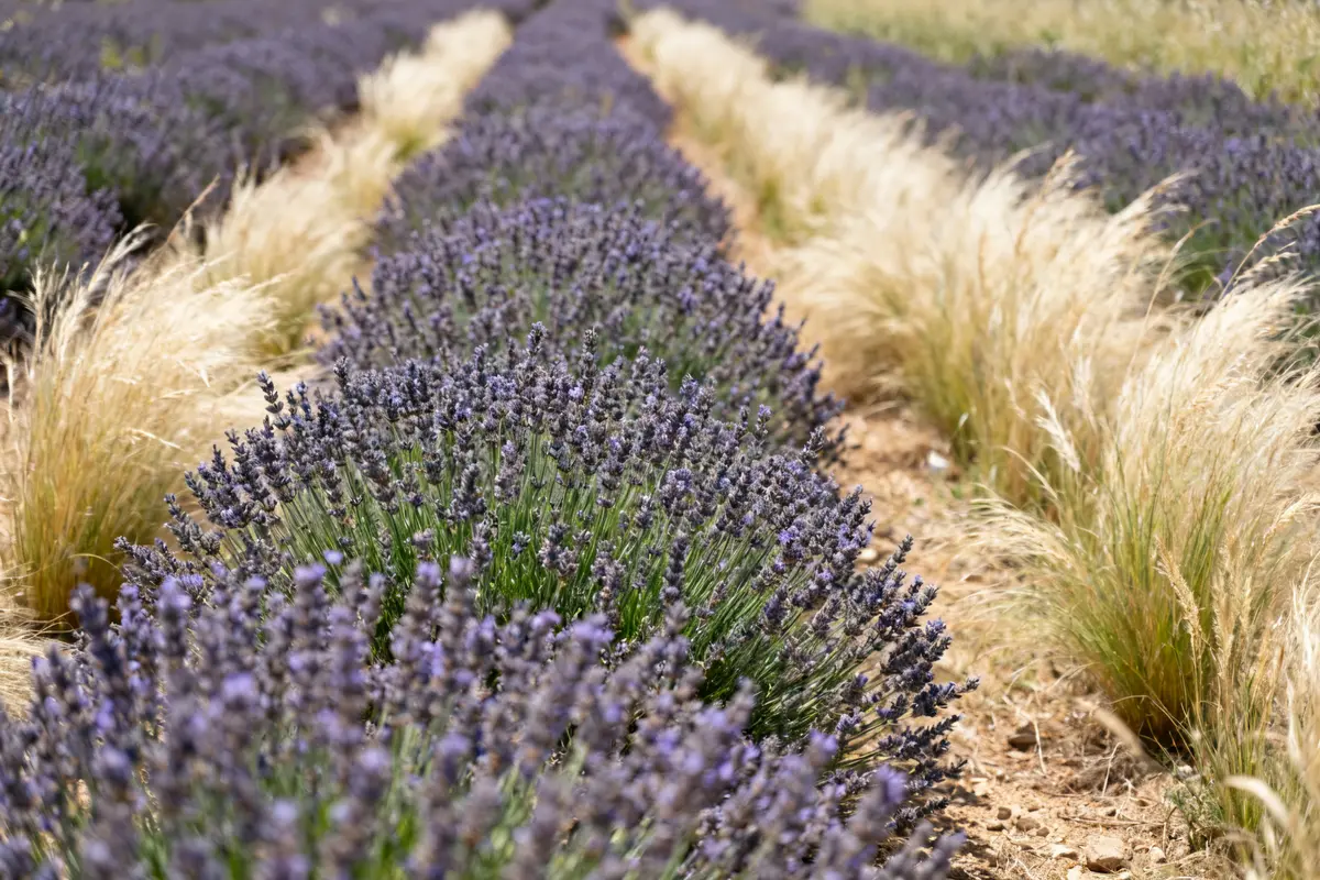 Champ avec bordure lavande et graminées séchées alignées en rangées parallèles