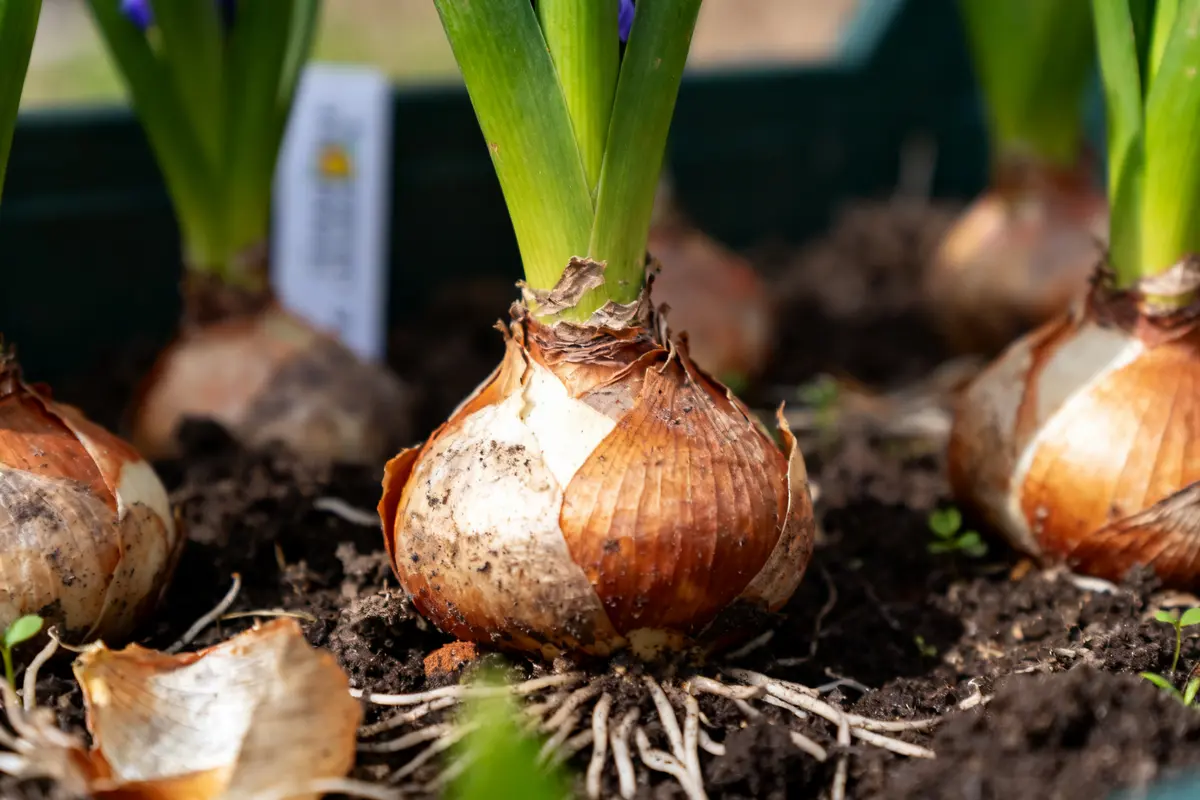 Gros plan sur bulbes jacinthe Lidl plantés en terre avec pousses vertes.
