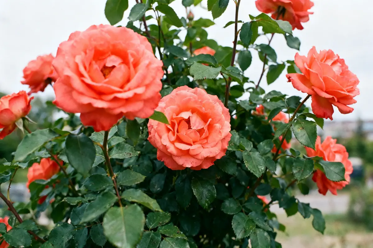 Superstar rose plant avec fleurs roses éclatantes et feuillage vert dense en extérieur