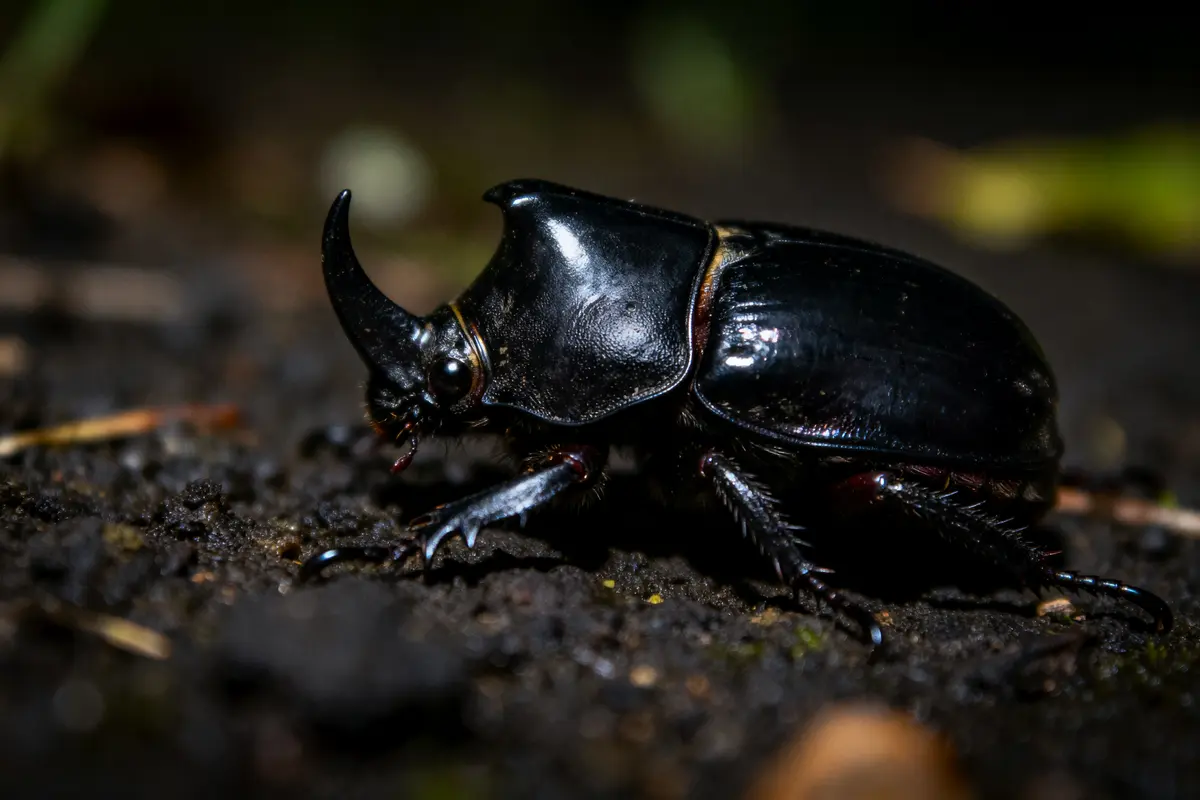 Scarabée rhinocéros noir en gros plan sur sol sombre, éclairage faible, milieu naturel.