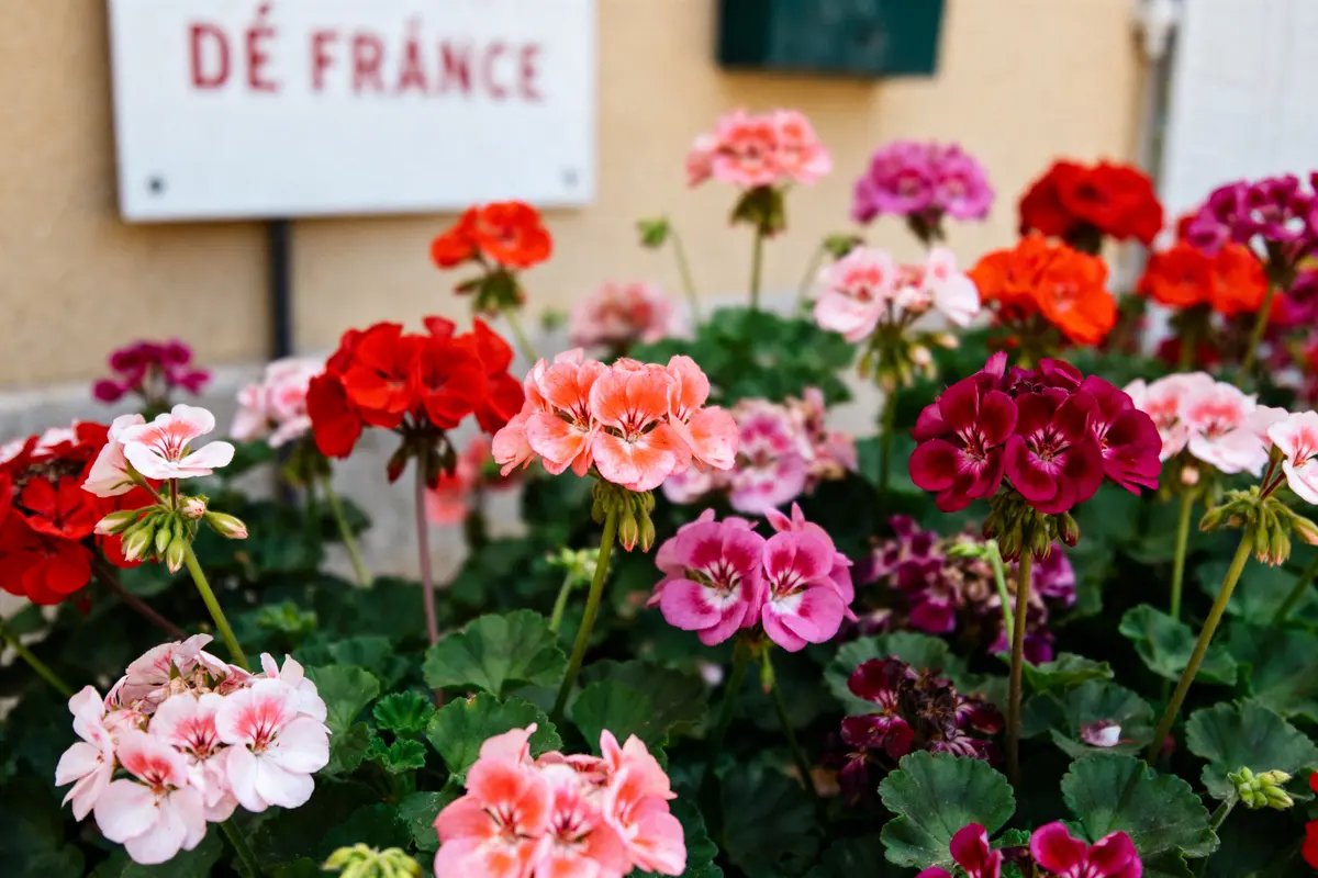 Géraniums : variétés, plantation et entretien facile