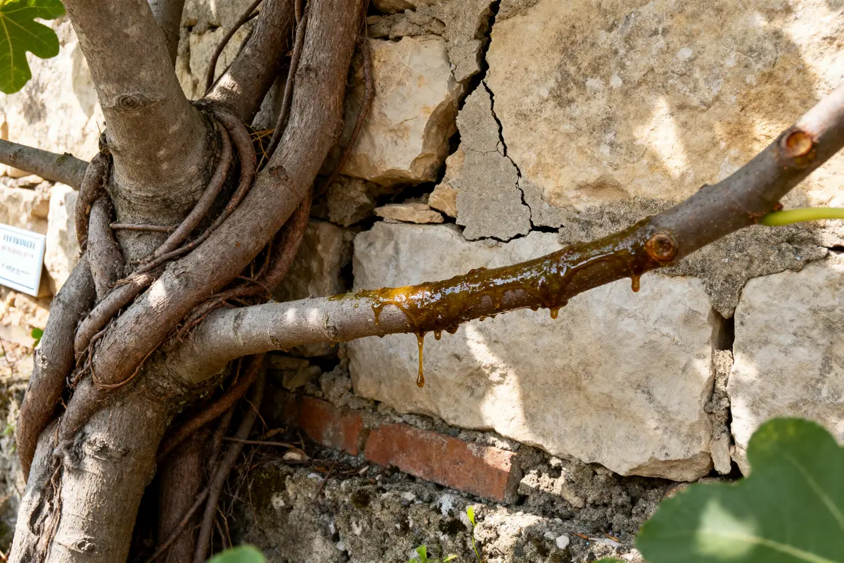 Inconvénients du Figuier : 6 erreurs à éviter avant de planter !