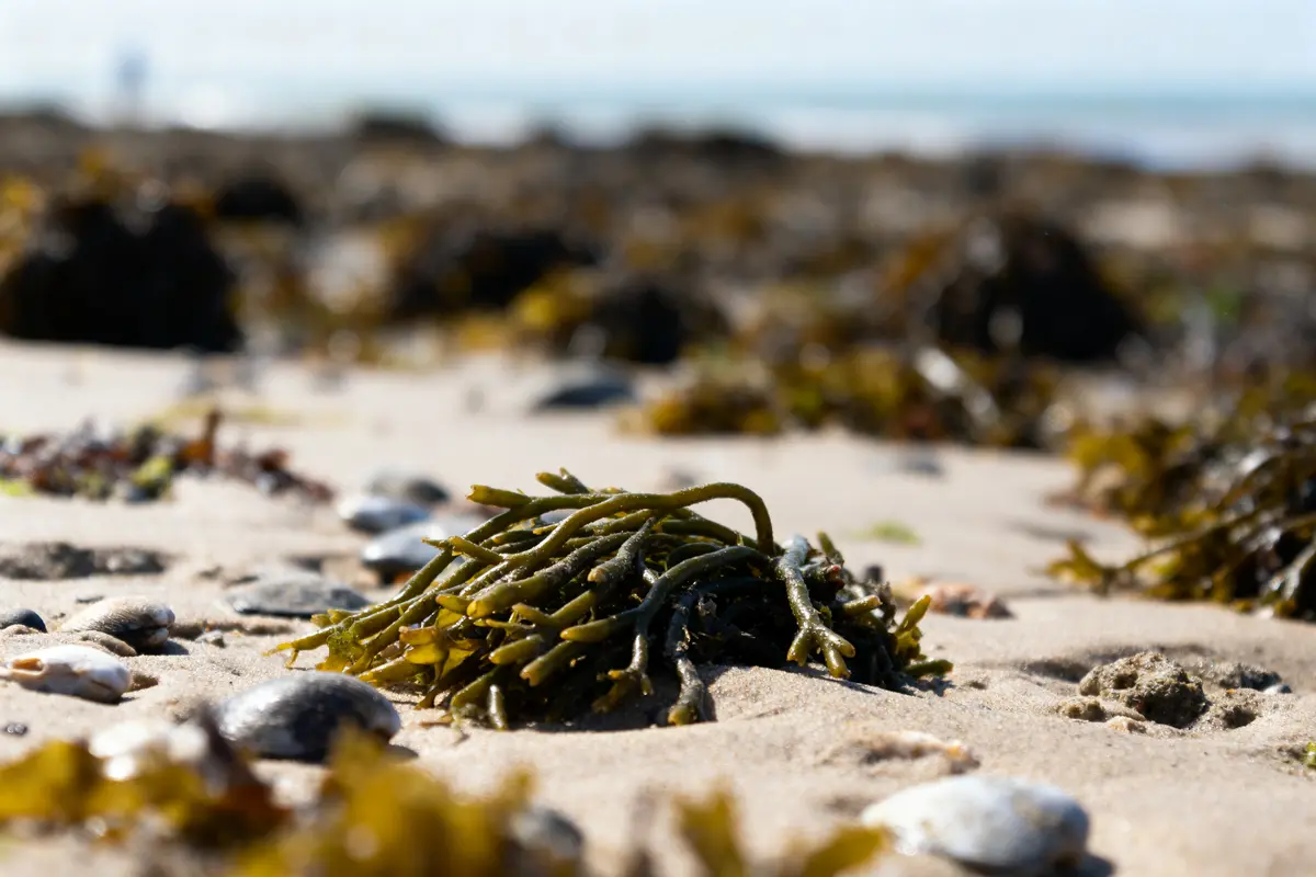 pexels-michal-pech-213601-757318 (1) Algues vertes sur sable, cailloux épars, plage en arrière-plan floue par une journée ensoleillée.