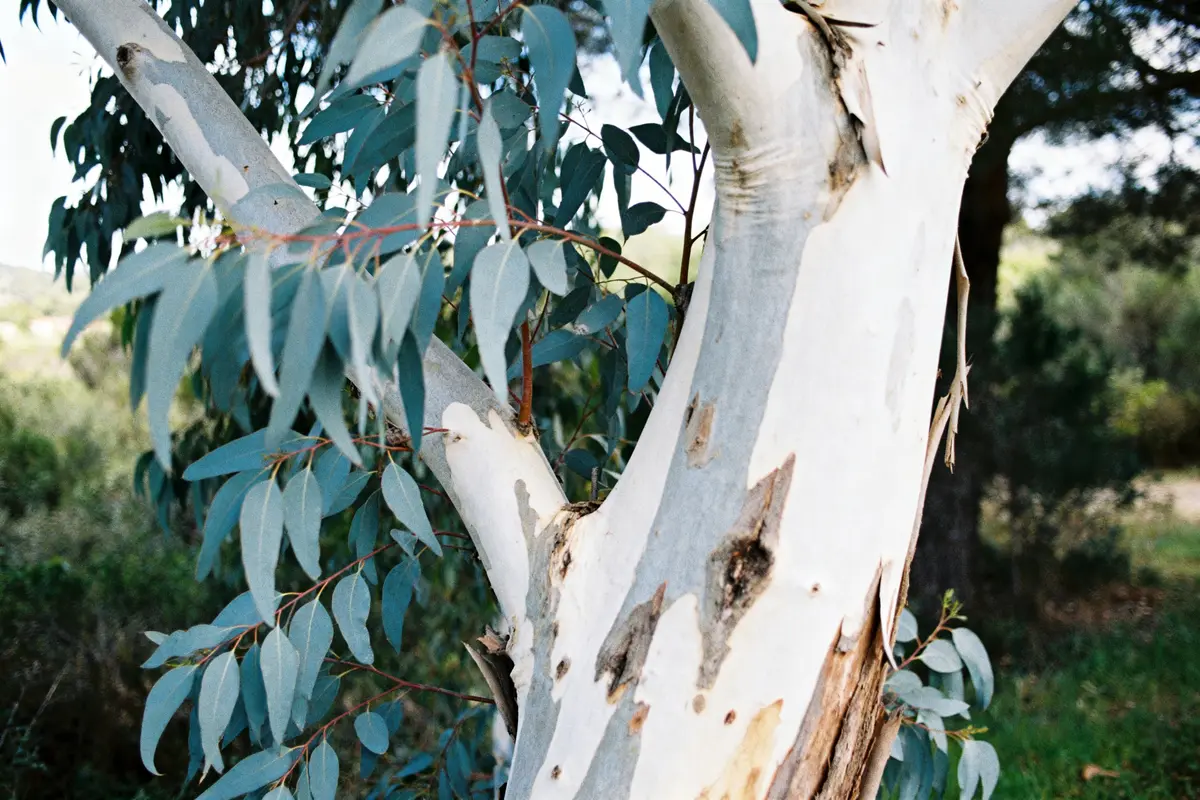 Eucalyptus gunnii : planter et entretenir le gommier cidre
