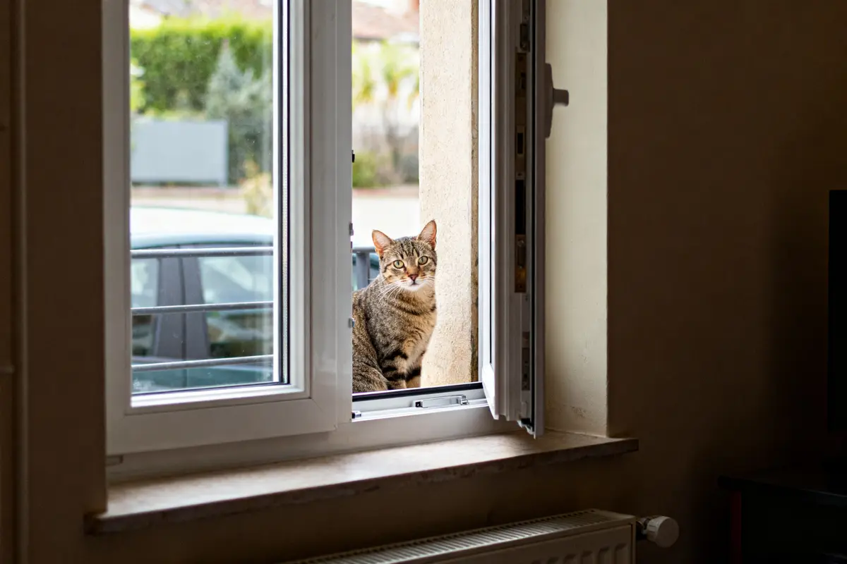 Chat assis sur le rebord d'une fenêtre PVC avec aération ouverte vers l'extérieur