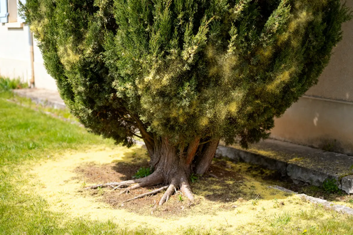 Inconvénients du cyprès : Quels risques pour votre jardin ?