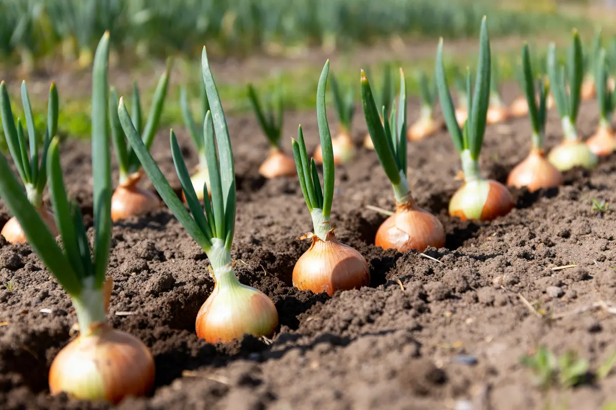 Planter un oignon germé : méthode, période et récolte ?
