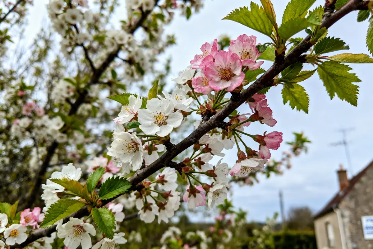 pexels-michal-pech-213601-757318 (1) Fleurs blanches et roses sur branche de prunier sauvage au printemps