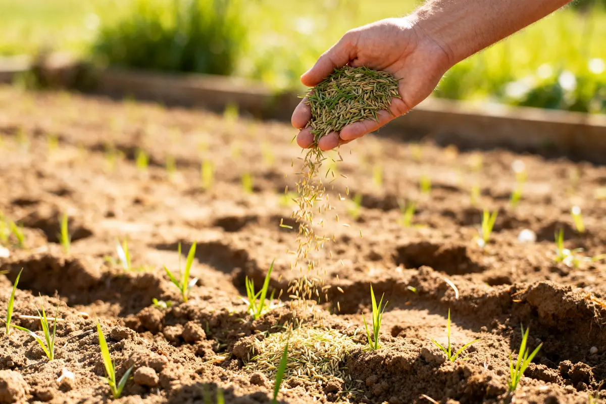 Semer pelouse sans retourner terre : astuces faciles et efficaces