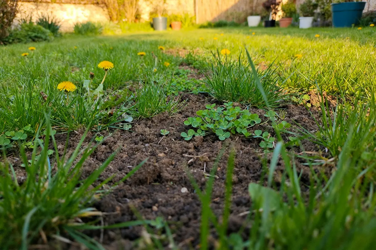 Semer sans retourner la terre : Comment réussir sa pelouse facilement ?